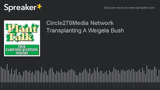 Transplanting A Weigela Bush [upl. by Tirma931]