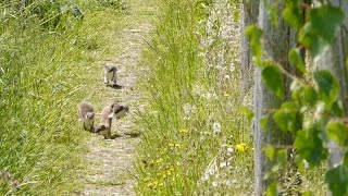 Vroege Vogels  5 hermelijnen ravotten erop los [upl. by Boy517]