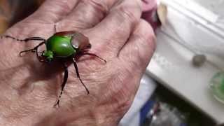 Male Eudicella Aethiopica Fruit Beetle [upl. by Worrell23]