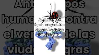 Anticuerpos humanos Latrodectus anticuerpos antídoto investigación fyp shorts viudanegra [upl. by Uaerraj]