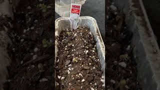 Cauliflower seeds from seeds to seedling in three days gardening seedlingtrays cauliflowerseeds [upl. by Huppert]