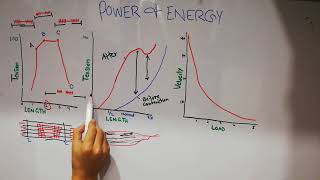 Guyton chap 6  Skeletal muscles part 4 Relationship of tension to actin myosin overlap lecture 35 [upl. by Kiran]