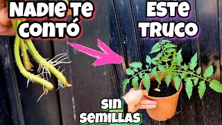 🍅 CIENTOS de TOMATERAS en 7 DIAS sin SEMILLAS Esquejar y plantar Tomates Huerto urbano y Hogar [upl. by Thurmann593]