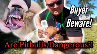 Is a Pitbull Right for you and your family [upl. by Clarette]