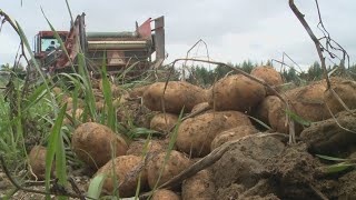 Harvest break allows students to help Aroostook County farms But what does its future look like [upl. by Oloap144]