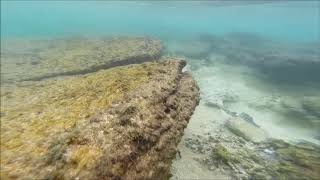 Collecting Cowrie Shells [upl. by Idnac]