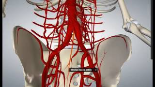 Ramas parietales de aorta abdominal [upl. by Hermosa]