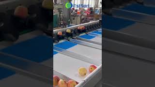 Automatic Pomegranate Sorting Packaging Machine Pomegranate Grader Fruit Processing Equipment [upl. by Dardani696]