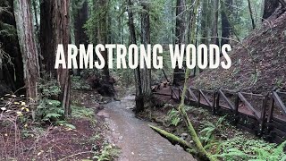 ARMSTRONG WOODS  OLD GROWTH REDWOOD TREES  SONOMA COUNTY ATTRACTION  HIKING  STATE PARK [upl. by Erdeid]