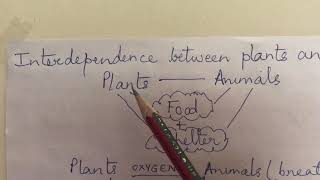 EVS CLASS 5 Interdependence between plants and animals [upl. by Gmur]