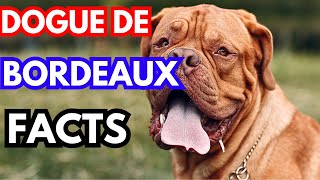 Dogues de Bordeaux  Top 10 Facts [upl. by Zenda]