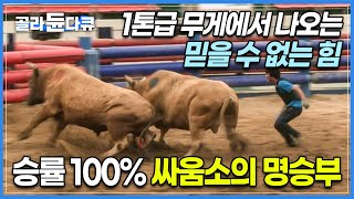 승률 100 싸움소의 명승부┃무려 1톤이나 되는 무게로 진검승부를 벌이는 청도 소힘겨루기 현장┃묵묵히 싸움소와 함께 발로 뛰는 극한의 조련사들┃극한직업┃골라듄다큐 [upl. by Melessa]