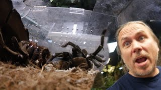 OUR GOLIATH BIRD EATING SPIDER MOLTED CAUGHT LIVE [upl. by Calen]