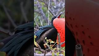 Meet The Frigate Bird [upl. by Marutani]