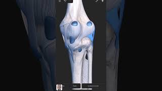 Visual Anatomy 3D  Facts about the Arcuate popliteal ligament [upl. by Dorian58]