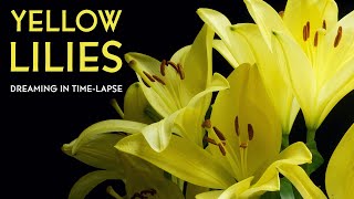 Yellow Lily  Timelapse with Music [upl. by Kcered728]