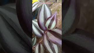 Tradescantia zebrinasilver inch plant ytshorts [upl. by Clementi]