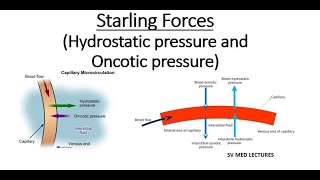 CVS 166  what is Frank Starling law cardiac output amp venous return regulations Bainbridge reflex [upl. by Arodnahs]