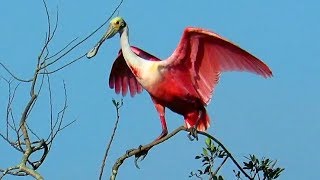 Roseate Spoonbill Breeding Plumage [upl. by Jonny]