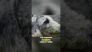 Mysterious Origin of The Bedlington Terrier [upl. by Kosse]