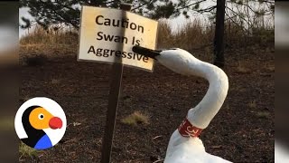 Swan Attacks Sign About Him  The Dodo [upl. by Siuqcram]