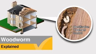 Woodworm Treatment Explained  Expert Help and Advice [upl. by Nosae]