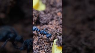 Myrmecia urens aka baby bull ant queen settling into a DillAnt small founding nest and outworld [upl. by Ecinnahs102]