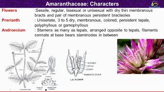 Amaranthaceae Family Characters Morphological and Floral Characters of Amaranthaceae Family [upl. by Selway]