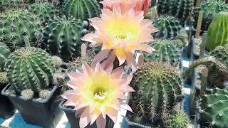 echinopsis cactus [upl. by Enitsenrae]