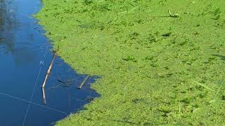 Organic texture of lemna minor or duckweed [upl. by Thomasine]