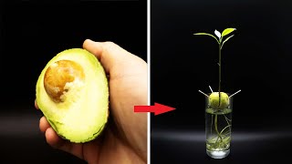 Growing AVOCADO Tree Time Lapse  127 Days [upl. by Melgar305]