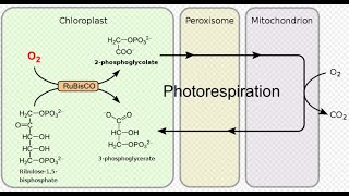 Photorespiration  C2 Cycle  CSIR NET Life Sciences [upl. by Kcerb]