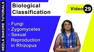 Biological Classification  NEET  Fungi  Zygomycetes  Sexual Reproduction in Rhizopus  Dr Neela [upl. by Buffy]