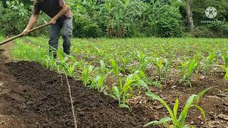 Como Porcar la milpa de maiz 🌽 después de la fertilizada [upl. by Frentz]