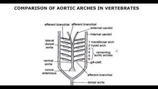 Comparative anatomy of aortic arches in vertebrates [upl. by Fried]