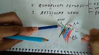 Femoral Nerve  Part 1  Branches  Chart  The Charsi of Medical Literature [upl. by Naam]