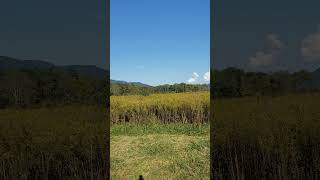 Scenery in Cades Cove Tennessee nature [upl. by Duff]