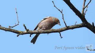 Fringuelli in primavera canto  Chaffinch in the spring singing Fringilla coelebs [upl. by Evilo398]