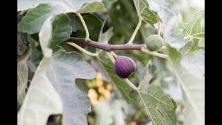 Fresh California Figs by J Marchini Farms [upl. by Darryn]