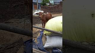 Nasal of gir heaferPKvillagevlogviralvideovillagefoodvillagedairyfarmfunnyvideofarming [upl. by Nosduh192]