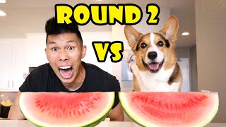 CORGI VS HUMAN WATERMELON REMATCH  Life After College Ep 681 [upl. by Marcello]