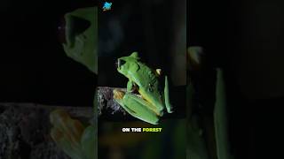 Gliding Leaf Frog animals wildwildlife wildanimals shots [upl. by Nnhoj809]