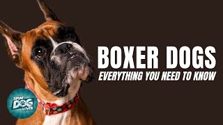 Boxer Dogs 101 Everything You Need to Know [upl. by Notse]