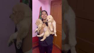 Finally কিনে ফেললাম ♥️🧿 minivlog shorts couplevlog doglover [upl. by Nikolia]