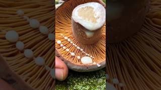 Soothing Milky Mushrooms Coreugated Milkcaps Lactifluus corrugis Edible When Cooked [upl. by Gettings560]