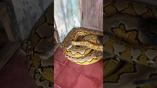 Viral Giant snake and ptyas carinata animals shorts [upl. by Ahsok]