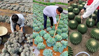 Harvest succulents  多肉植物  다육이들  Suculentas [upl. by Areht]