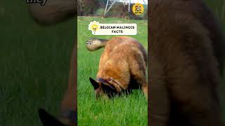 Belgian Malinois Facts shorts animals animalfacts wildlife video [upl. by Craddock]