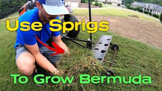 Growing Bermuda in Bare Spots with Sprigging  Not Overseeding [upl. by Yortal]