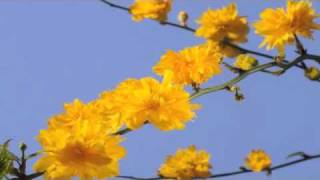 Kerria japonica Pleniflora flower time lapse [upl. by Kcirdderf]